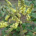 Mahonia japonica fleur P1D